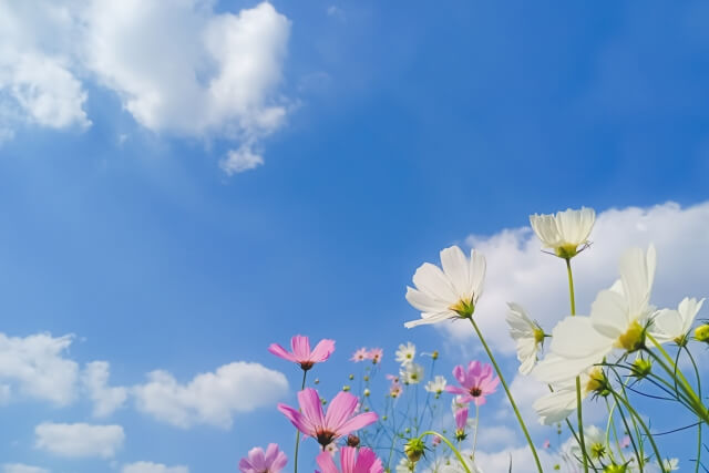 青空の下で咲く花の写真
